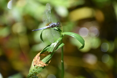 Brachydiplax chalybea