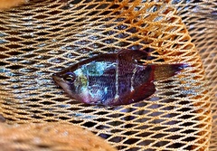 Sphaerichthys osphromenoides