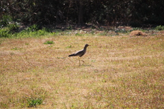 Vanellus senegallus