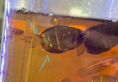 Sphaerichthys osphromenoides