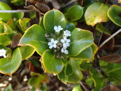 Logania crassifolia