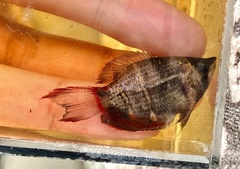 Sphaerichthys osphromenoides