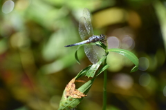 Brachydiplax chalybea