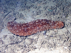 Australostichopus mollis