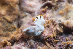 Nudibranchia