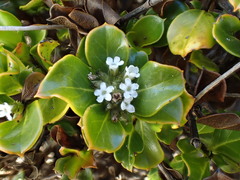 Logania crassifolia