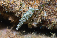 Thuridilla carlsoni