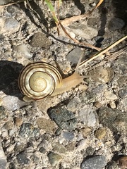 Cepaea hortensis