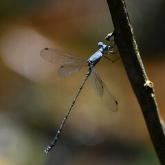 Lestes praemorsus