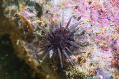 Echinoidea