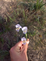 Gladiolus carinatus