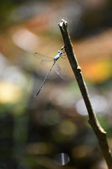 Lestes praemorsus