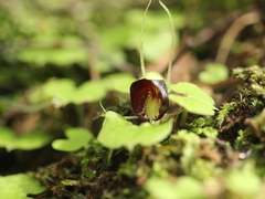 Corybas trilobus aggregate