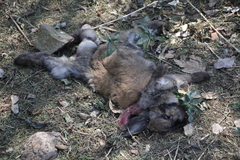 Oryctolagus cuniculus domesticus