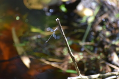 Lestes praemorsus