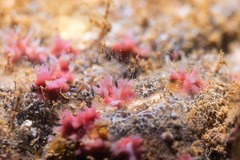 Homotrematidae