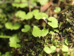 Corybas trilobus aggregate