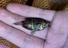 Sphaerichthys osphromenoides