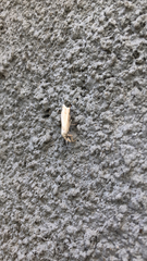 Chrysoteuchia culmella