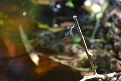 Lestes praemorsus
