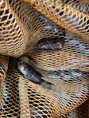 Sphaerichthys osphromenoides