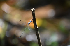 Lestes praemorsus