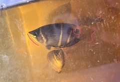 Sphaerichthys osphromenoides