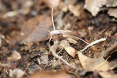 Corybas cryptanthus