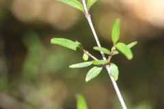 Coprosma colensoi