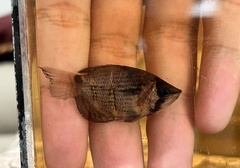 Sphaerichthys osphromenoides