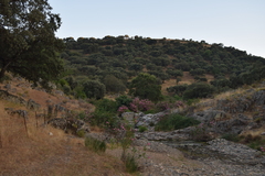 Quercus rotundifolia