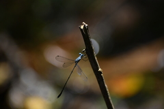 Lestes praemorsus