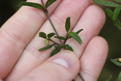 Coprosma colensoi