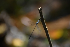 Lestes praemorsus