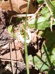 Vespula germanica