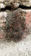 Tortula muralis muralis