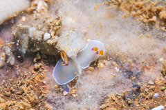 Hypselodoris bullockii