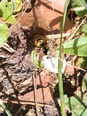 Vespula germanica