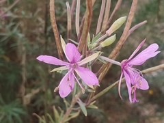 Chamaenerion dodonaei