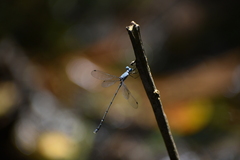 Lestes praemorsus