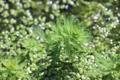 Myriophyllum aquaticum