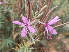 Chamaenerion dodonaei