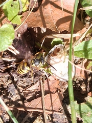 Vespula germanica