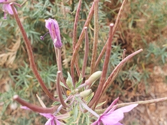 Chamaenerion dodonaei