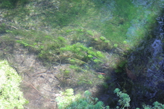Lagarosiphon major