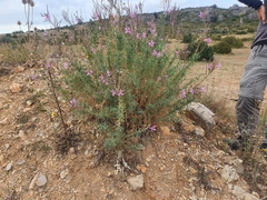 Chamaenerion dodonaei