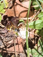 Vespula germanica