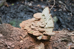 Ganoderma applanatum