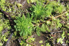 Myriophyllum aquaticum