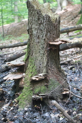 Ganoderma applanatum